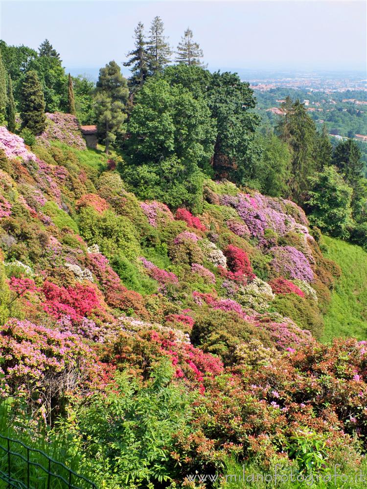 Pollone (Biella, Italy) - The colors of the Rhododendron basin in the Burcina Park